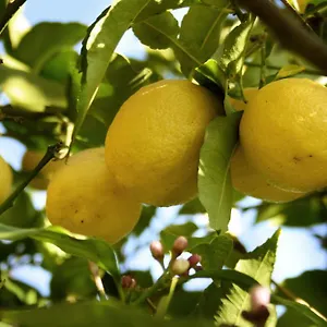 Il Giardino Di Gabri Bed & Breakfast